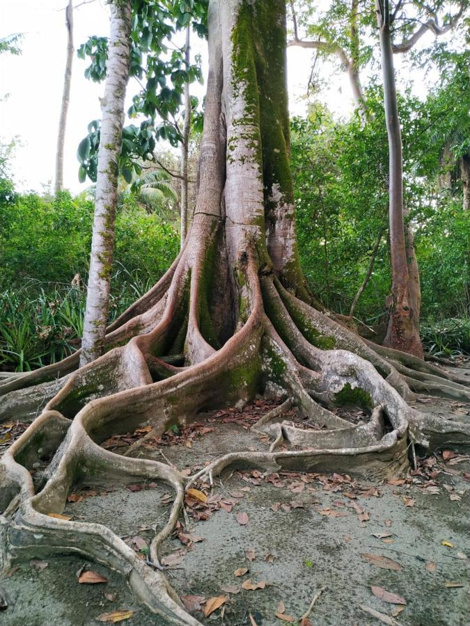 Four Monkeys Eco Lodge Jungle & Beach - The House Cabo Matapalo ภายนอก รูปภาพ