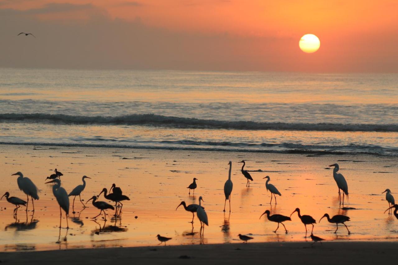 Four Monkeys Eco Lodge Jungle & Beach - The House Cabo Matapalo ภายนอก รูปภาพ