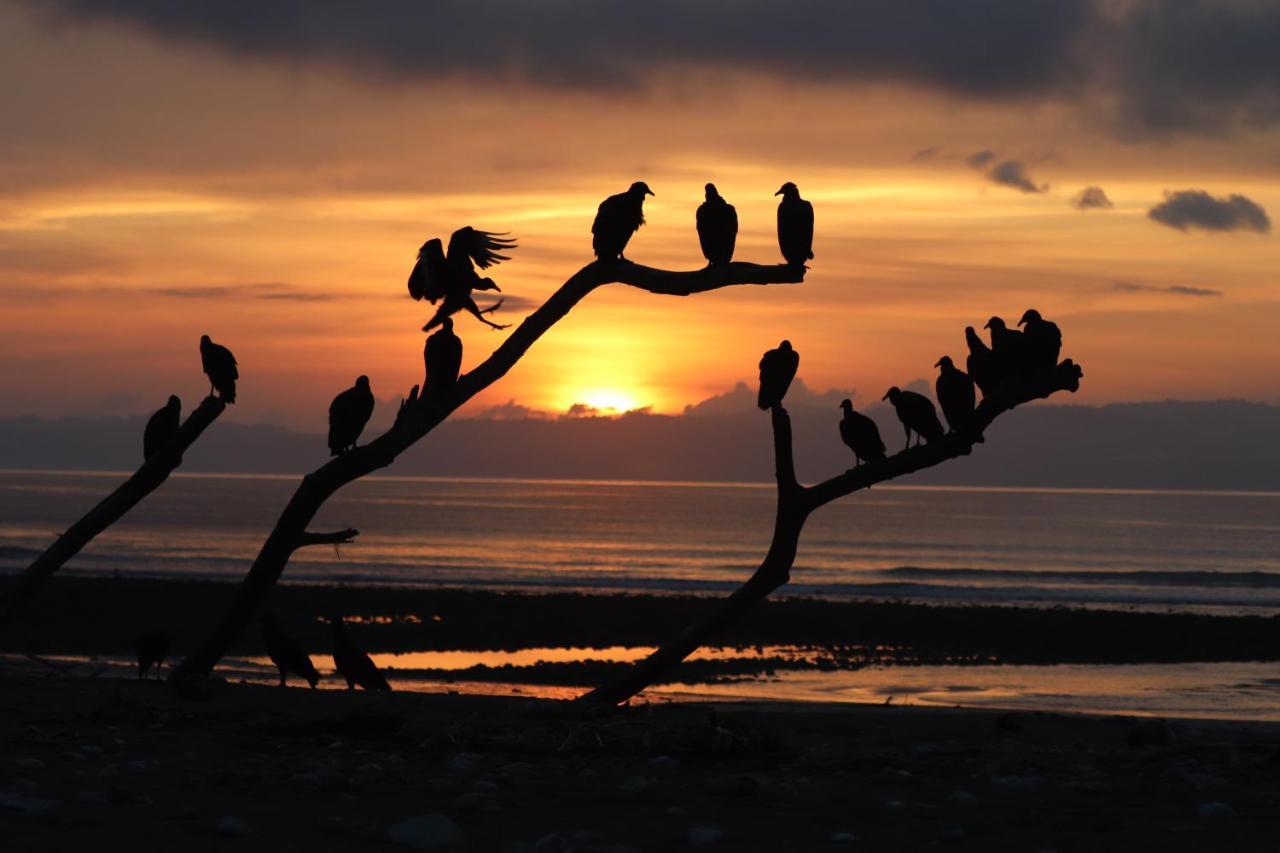 Four Monkeys Eco Lodge Jungle & Beach - The House Cabo Matapalo ภายนอก รูปภาพ