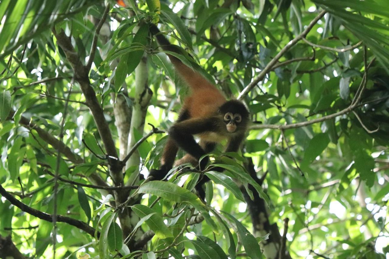Four Monkeys Eco Lodge Jungle & Beach - The House Cabo Matapalo ภายนอก รูปภาพ