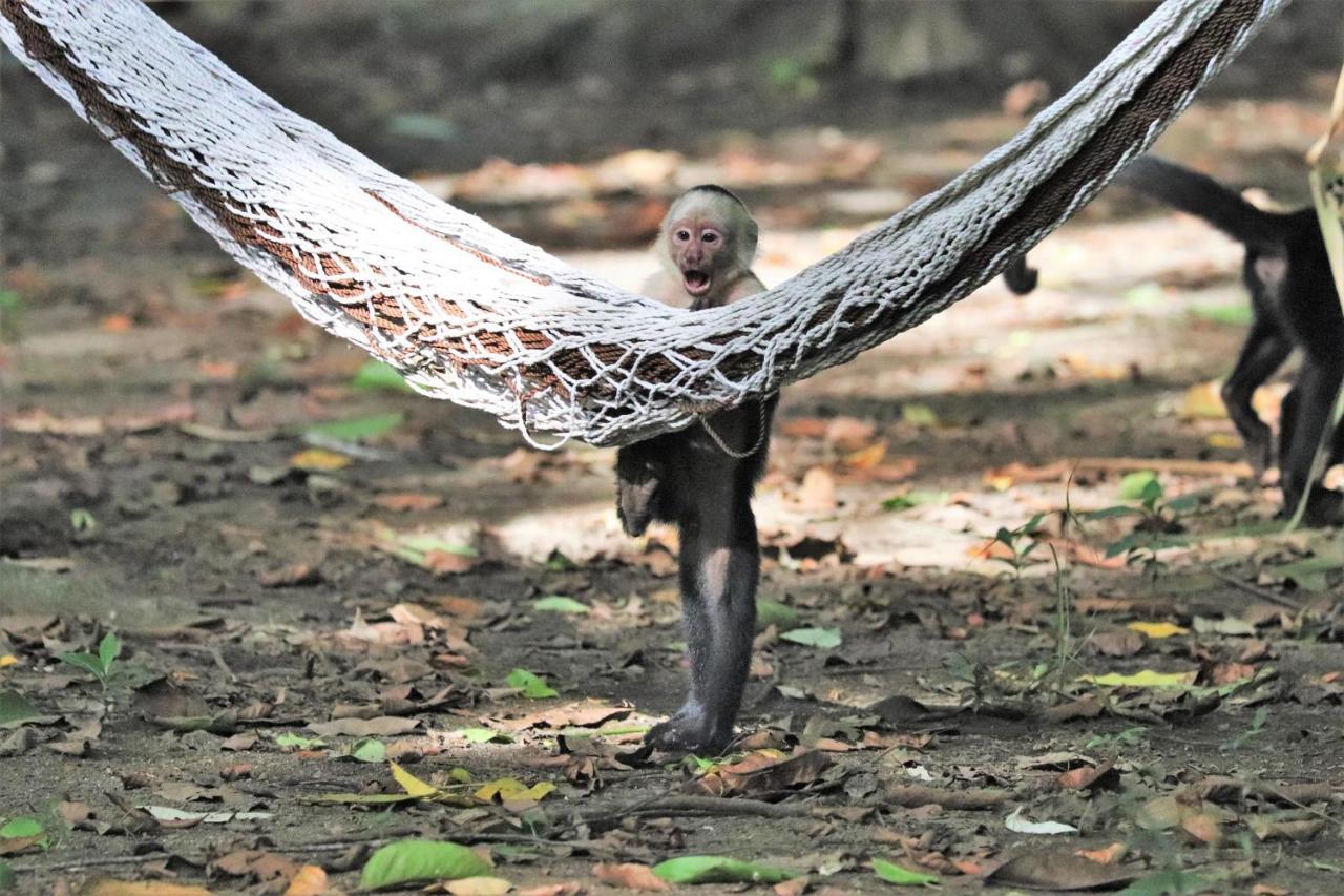 Four Monkeys Eco Lodge Jungle & Beach - The House Cabo Matapalo ภายนอก รูปภาพ