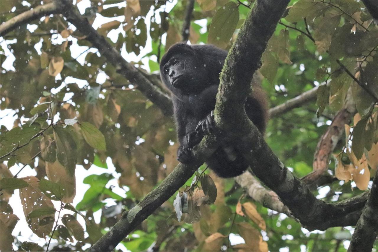 Four Monkeys Eco Lodge Jungle & Beach - The House Cabo Matapalo ภายนอก รูปภาพ