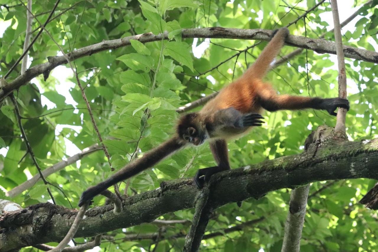Four Monkeys Eco Lodge Jungle & Beach - The House Cabo Matapalo ภายนอก รูปภาพ