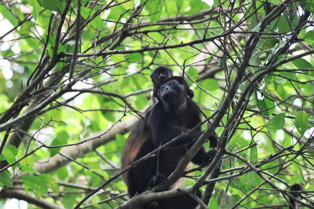 Four Monkeys Eco Lodge Jungle & Beach - The House Cabo Matapalo ภายนอก รูปภาพ