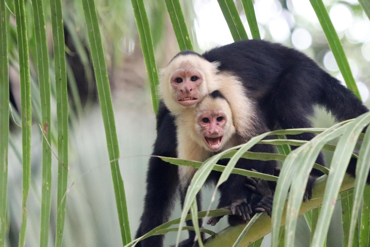 Four Monkeys Eco Lodge Jungle & Beach - The House Cabo Matapalo ภายนอก รูปภาพ