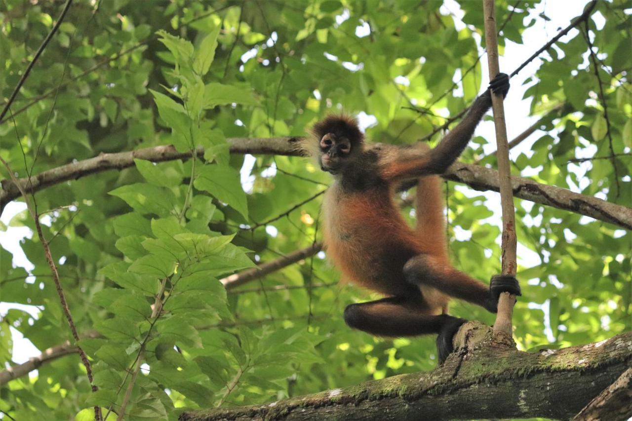 Four Monkeys Eco Lodge Jungle & Beach - The House Cabo Matapalo ภายนอก รูปภาพ