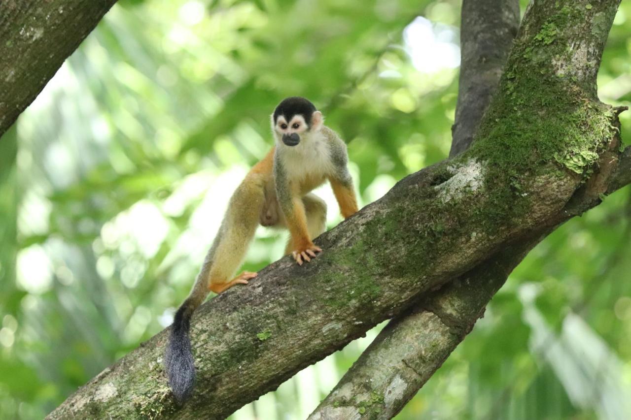 Four Monkeys Eco Lodge Jungle & Beach - The House Cabo Matapalo ภายนอก รูปภาพ