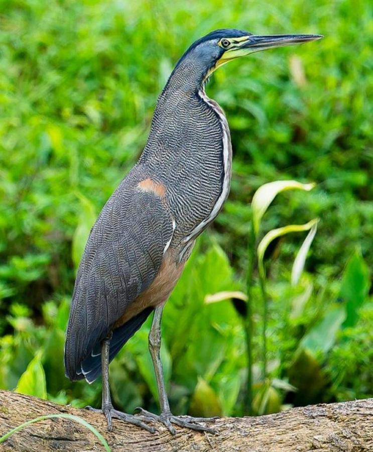 Four Monkeys Eco Lodge Jungle & Beach - The House Cabo Matapalo ภายนอก รูปภาพ