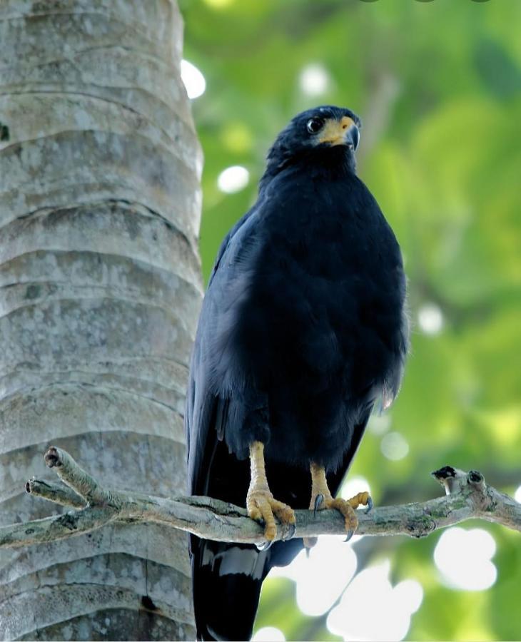 Four Monkeys Eco Lodge Jungle & Beach - The House Cabo Matapalo ภายนอก รูปภาพ
