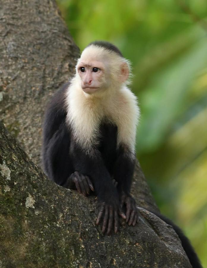 Four Monkeys Eco Lodge Jungle & Beach - The House Cabo Matapalo ภายนอก รูปภาพ